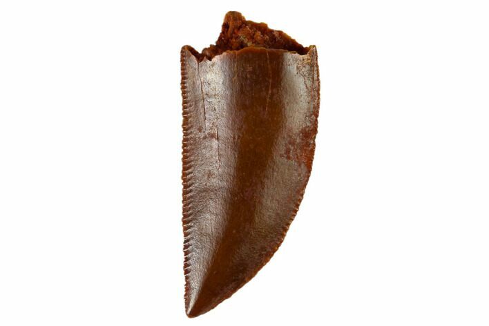 Serrated, Raptor Tooth - Real Dinosaur Tooth #115846